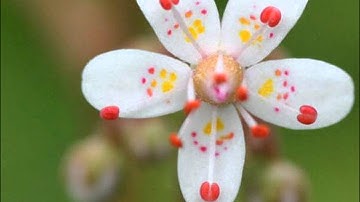 قرآن كريم سورة النجم كاملة