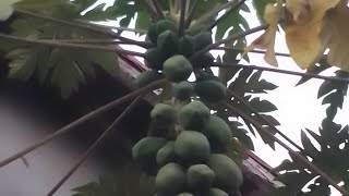 Papaya/pawpaw/Carica papaya- Papain enzyme, Fruit of angels, Vitamin C, Potassium
