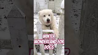 She howls at the beginning #sillyanimals #howlcast
