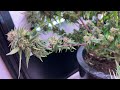 Adding Supplemental Lighting to a Grow Space