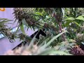 Adding Supplemental Lighting to a Grow Space