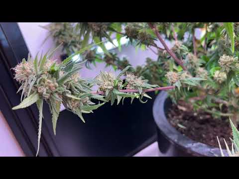 Adding Supplemental Lighting to a Grow Space