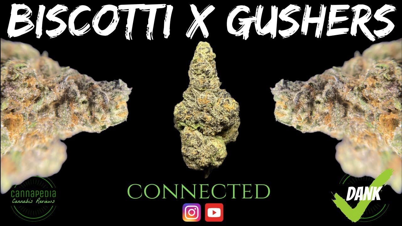 Biscotti x Gushers Strain Review - Connected - Cannapedia