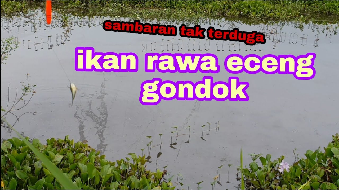 ikan rawa eceng godok - YouTube