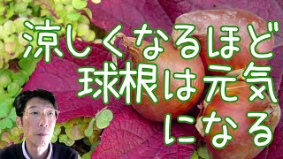 涼しくなるほど球根は元気になる（チューリップ）