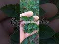organic herba origan #ytshorts #garden #gardening #agriculture #farming #natural