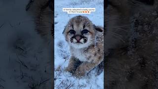 A family adopted a baby puma #shorts