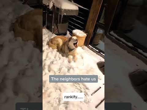 🐶😂 My Husky Won’t Stop Screaming #funny #dog #laugh #viral