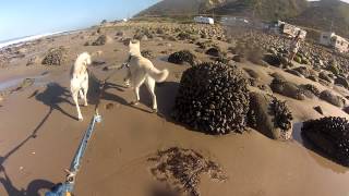 Frosty & Yeti - June 17, 2014 - Emma Wood to car - GP010010