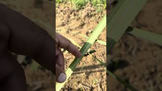 9412008030 #biosignatures #farming #rathifarming #agriculture #sugercanefarming