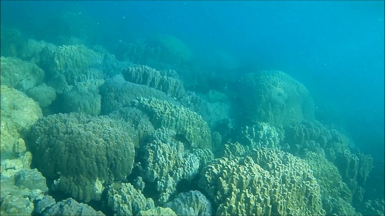 camera iphone 8 plus apk Lots of Fish and Sea Urchins Snorkeling at Koh Koun Island, near Koh Rong Sanloem, Cambodia