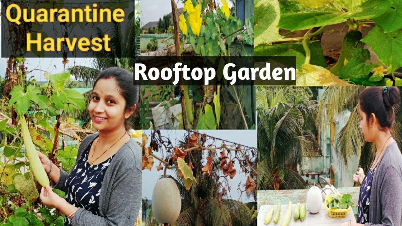 Summer Organic Vegetables and leafy vegetables harvest from my terrace