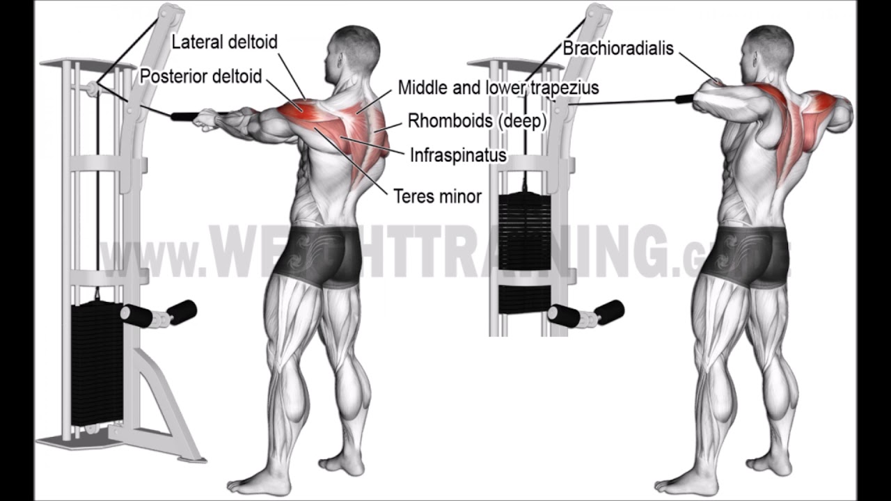 Row Rotation Cable Vector Cable Rope Rear Delt Rows