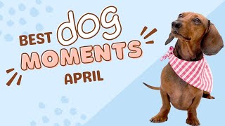 DOGS PLAYING  Best of April  2023  Dog interaction, play and body language #dogs #cutedogs