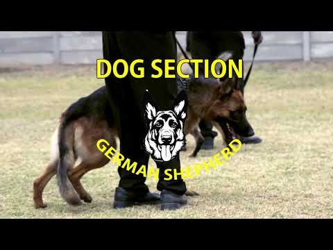 วีดีโอ: วิธีการกำจัดสุนัขของคุณด้วย Safeguard