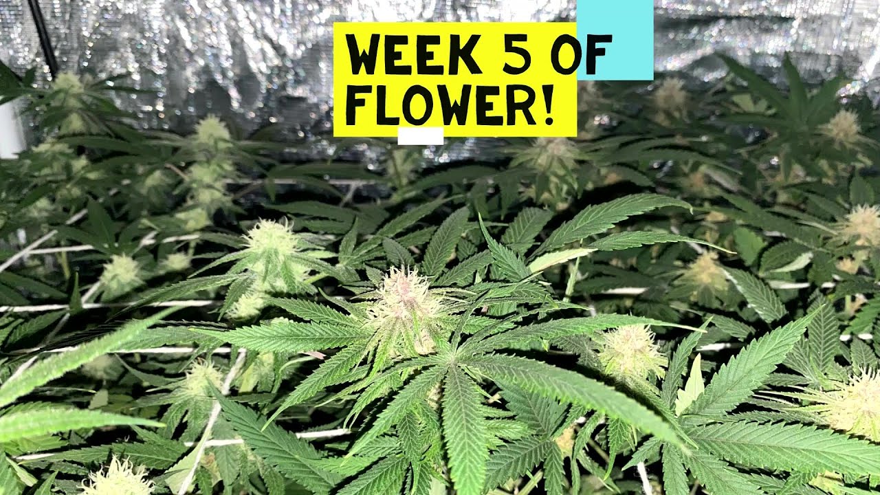 Week 5 of cannabis flower in our 2x2 tent.