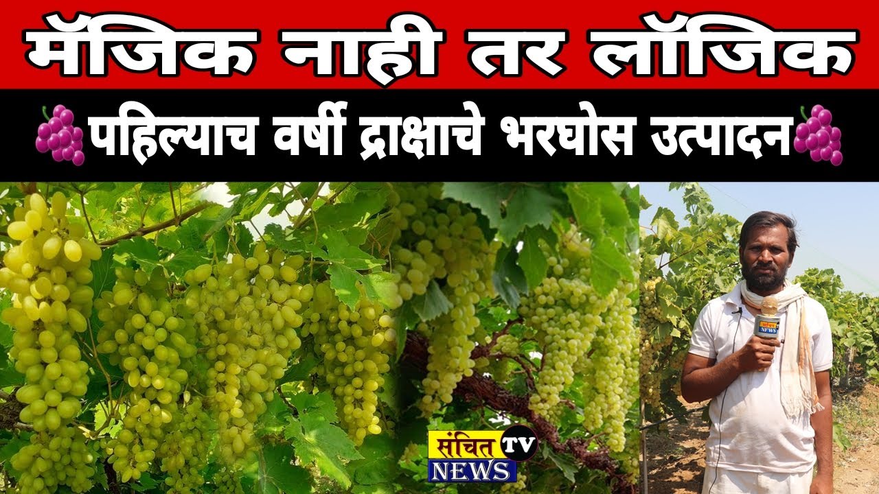 पहिल्याच वर्षी द्राक्षे पिकातून भरघोस उत्पादन | शेतकऱ्यांनी आधुनिक शेतीची कास धरून साधली अशी प्रगती
