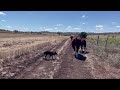 Calf Marking