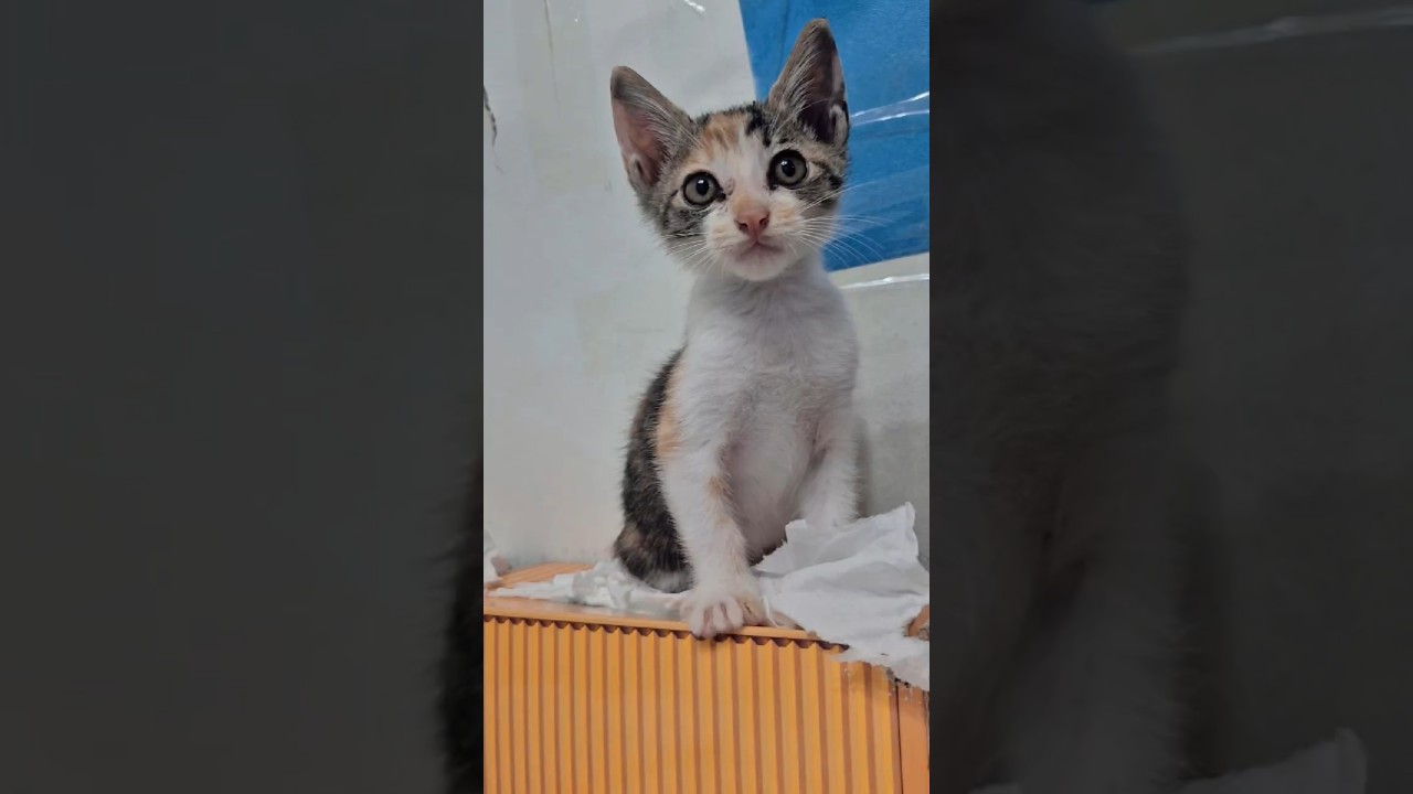 Epic Battle: Baby Nina vs Tissue! 