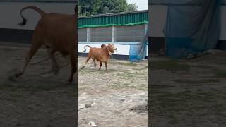 #cow #viralvideo #agro #bull #farm #goru #shorts #viralshorts #viral #dhaka #cattle #গরু #bangladesh