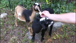 Baby Pygmy  Goats Eat Marshmallows for the First Time! Funny Kids! by AnimalHouseforReal 2,033 views 5 years ago 1 minute, 58 seconds