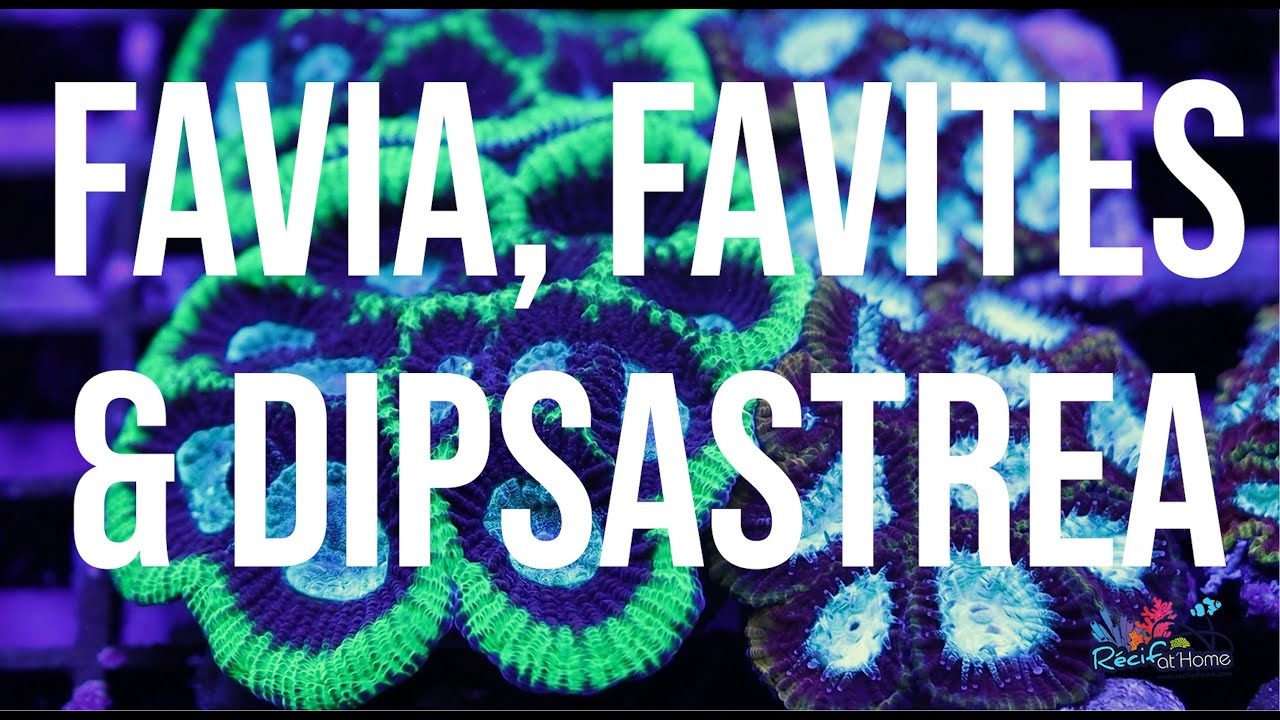 Des couleurs faciles : Favia, Favites, Dipsastrea, Goniastrea