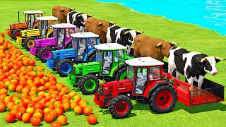 TRANSPORT BULLS & ORANGES WITH MASSEY FERGUSON & FENDT TRACTORS  Farming Simulator 22 andro