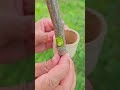 How to Feeding seedlings , Easy Grafting part 1242