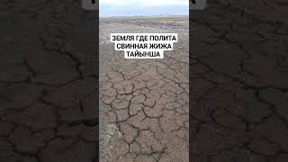 КАЗАХСКАЯ ЗЕМЛЯ ГДЕ ПОЛИВАЛИ СВИННУЮ ЖИЖУ ТАЙЫНША