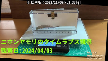 【For Work】 RPi-Cam-Web-Interfaceを用いたニホンヤモリのTimelapse観察 2024年04月03日
