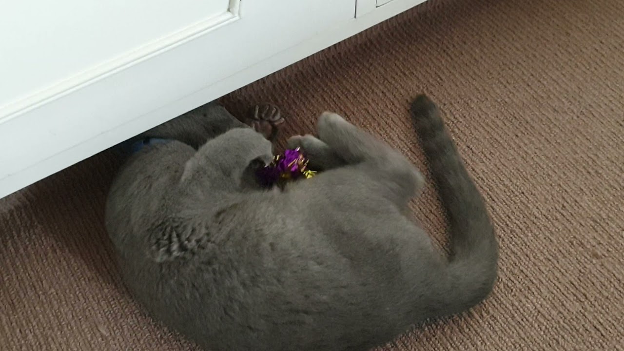 Russian Blue Kitten Fetching toys  🐱 🥰