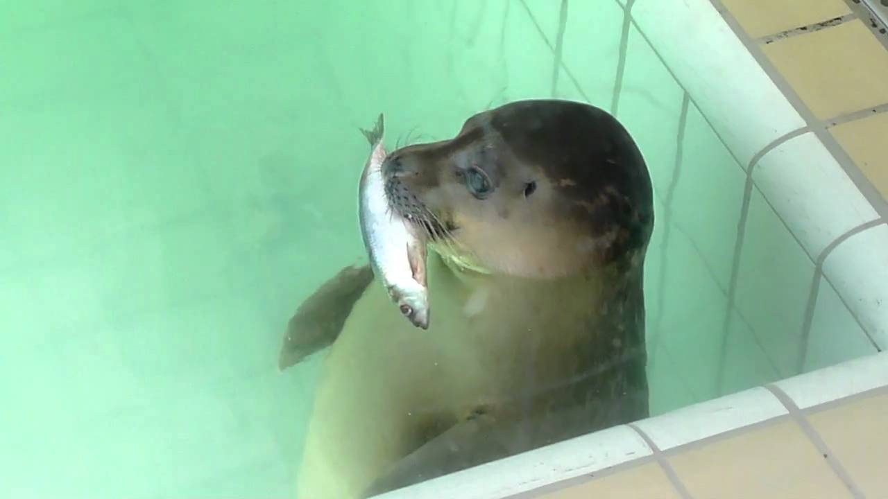 Zeehond visje eten - YouTube