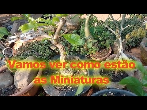 Miniaturalizando plantas, vamos ver como estão elas