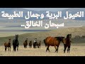 الخيول البرية وجمال الطبيعة سبحان الله 