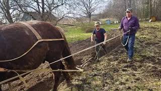 Пашем огород на коне Бароне