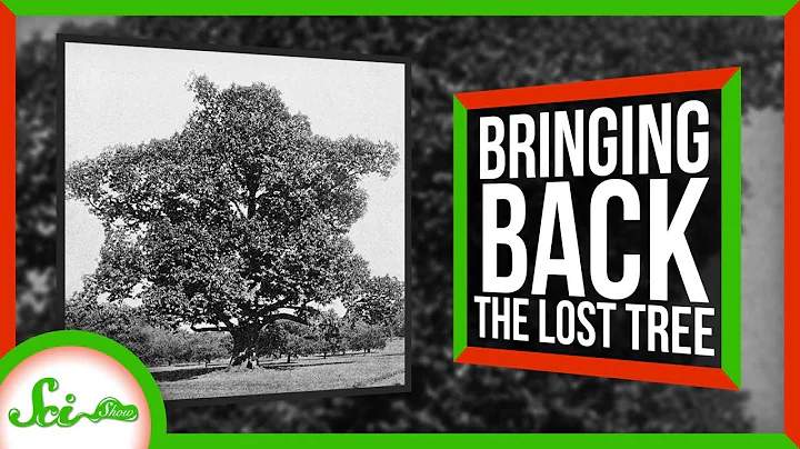 Bringing Back the Lost American Chestnut Tree