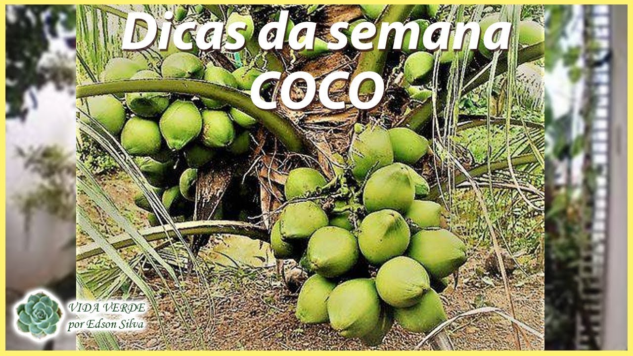 Quanto Tempo Demora Para Crescer Um Coqueiro