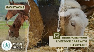 Why Haystack is Essential for Your Camels, Cows, and Horses! Profile