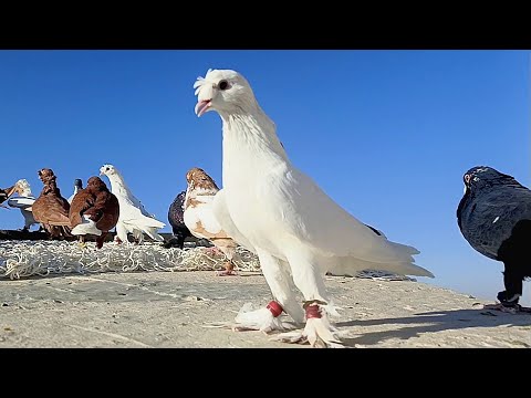 كم فراخ السطح ومين اهالي الفرخات السطح شاهد الفيديو للنهاية