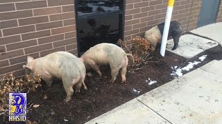 HHS In Depth - Friday, March 4, 2016