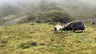 Yak bull fight