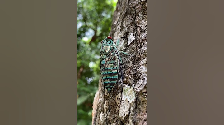Sound of the cicada. Yaxha, Guatemala