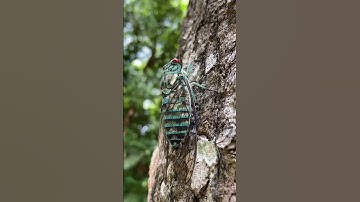 Thumbnail of Sound of the cicada. Yaxha, Guatemala