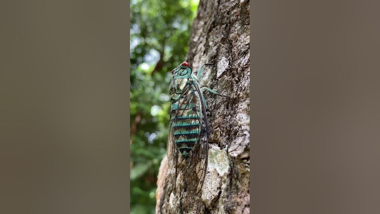 Sound of the cicada. Yaxha, Guatemala