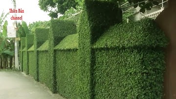 Hàng Rào Làm Bằng Cây Duối Đẹp Nhất Việt Nam