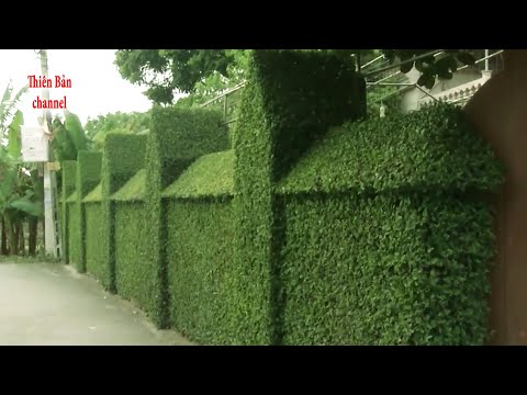 Hàng Rào Làm Bằng Cây Duối Đẹp Nhất Việt Nam