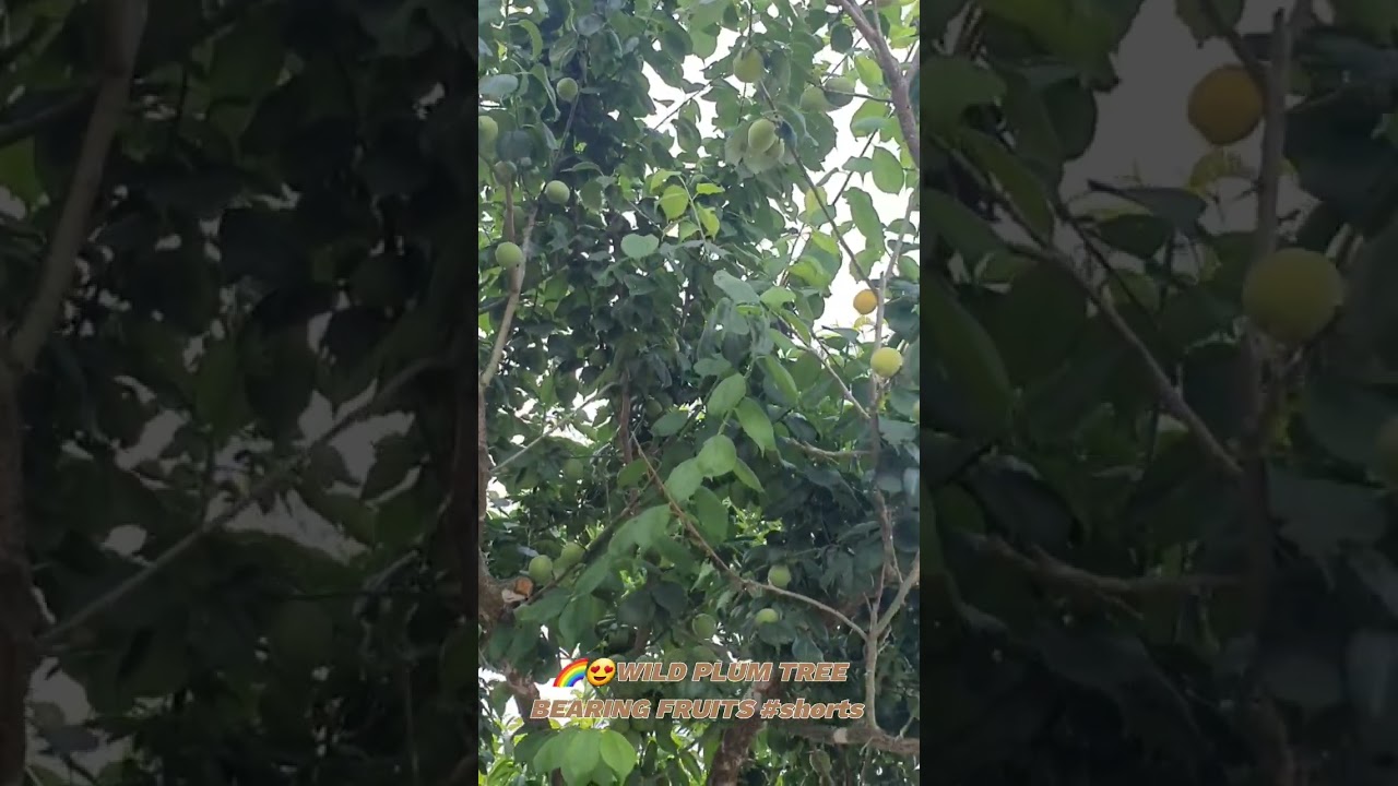 😍WILD PLUM TREEBEARING FRUITS 