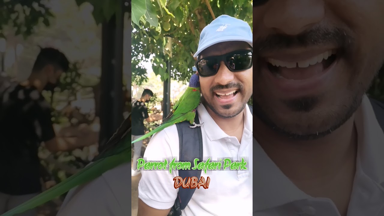 ദുബായിലെ തത്തയുടെ സ്നേഹം 