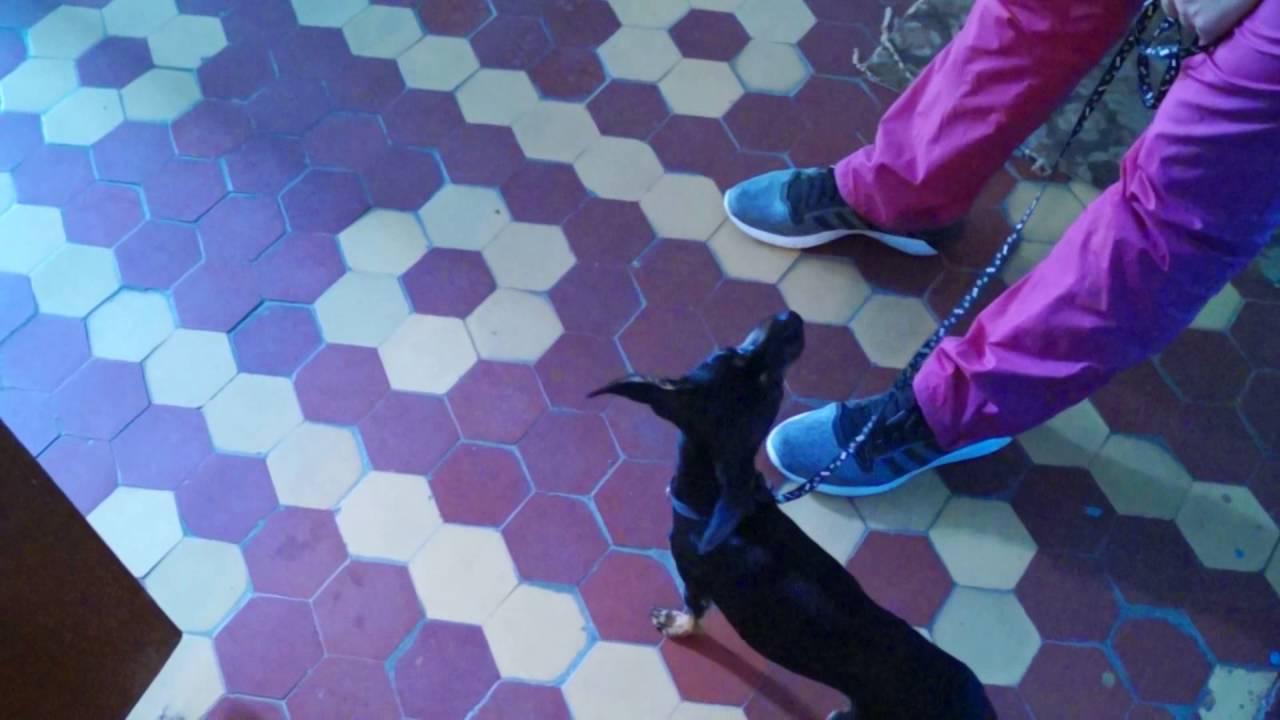 Собака Лает. Коррекция поведения.