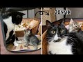 自分のお家に侵入され激怒する子猫～感動のラスト～【保護猫】